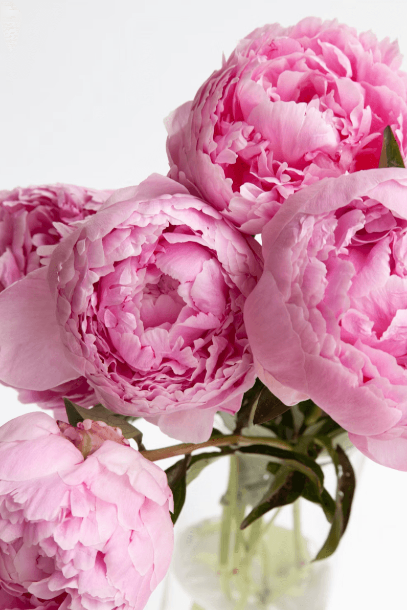 Fresh pink peony blooms, the source of Pivoine's signature extract